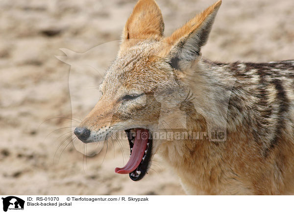 Schabrackenschakal / Black-backed jackal / RS-01070