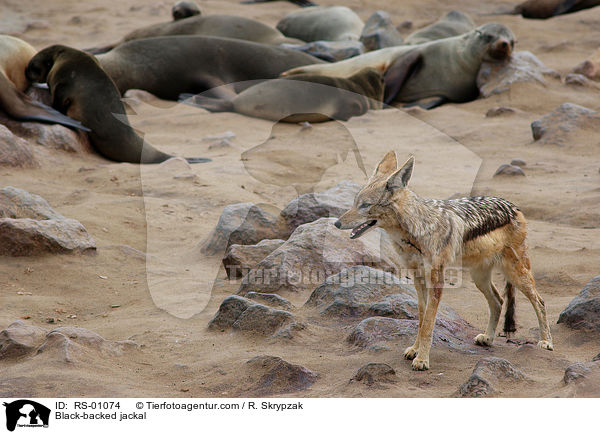 Black-backed jackal / RS-01074