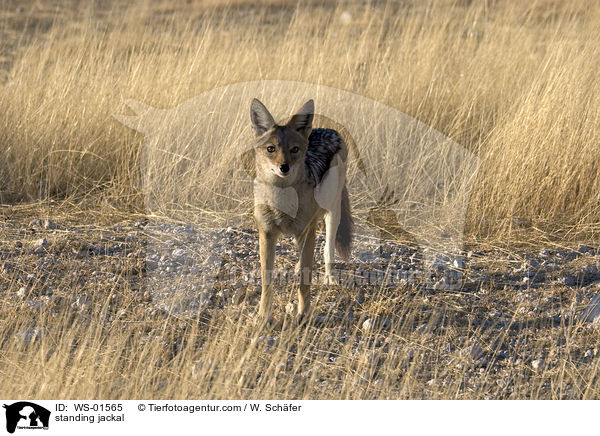 stehender Schabrackenschakal / standing jackal / WS-01565