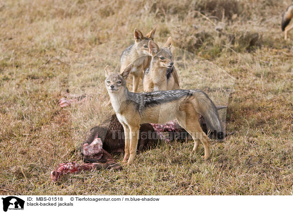 Schabrackenschakale / black-backed jackals / MBS-01518