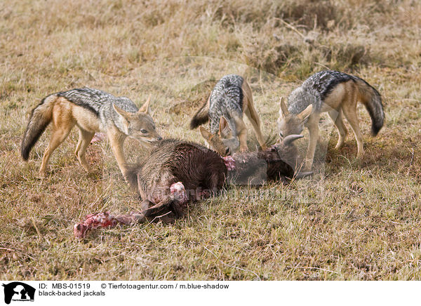 Schabrackenschakale / black-backed jackals / MBS-01519