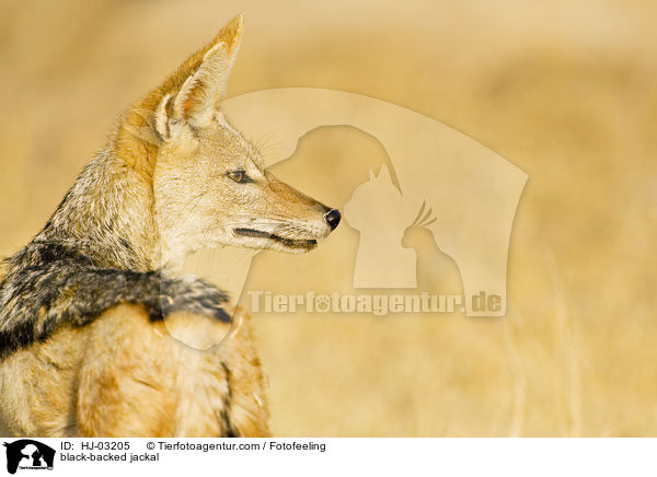 Schabrackenschakal / black-backed jackal / HJ-03205