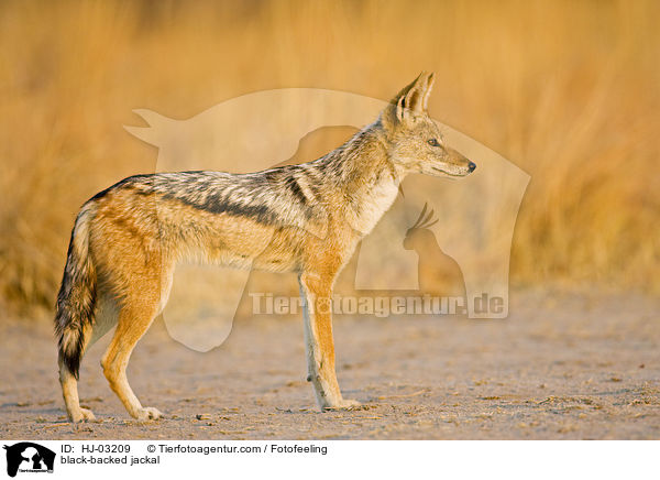 Schabrackenschakal / black-backed jackal / HJ-03209