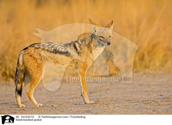 Schabrackenschakal / black-backed jackal / HJ-03210