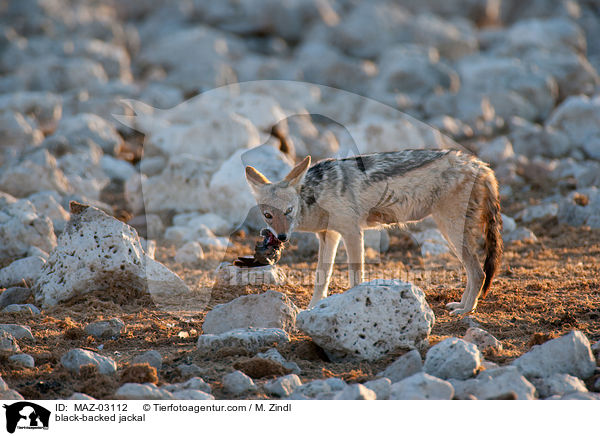 black-backed jackal / MAZ-03112