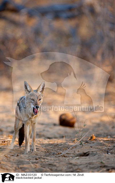 Schabrackenschakal / black-backed jackal / MAZ-03120