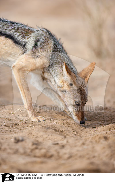 Schabrackenschakal / black-backed jackal / MAZ-03122