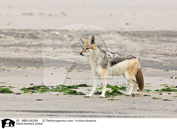 Schabrackenschakal / black-backed jackal / MBS-06296