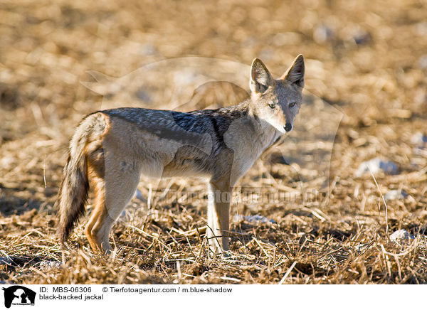 Schabrackenschakal / black-backed jackal / MBS-06306