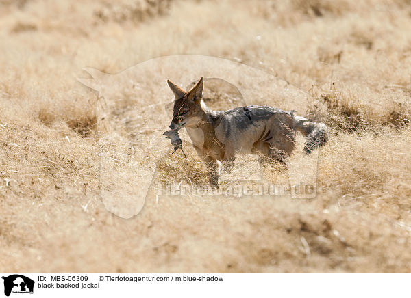 black-backed jackal / MBS-06309