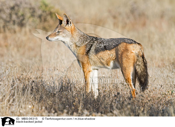 black-backed jackal / MBS-06315