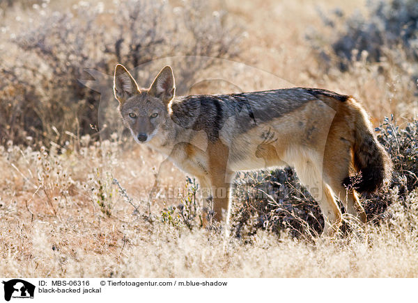 Schabrackenschakal / black-backed jackal / MBS-06316