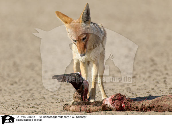 Schabrackenschakal / black-backed jackal / WS-05615