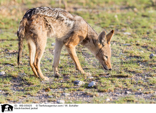 Schabrackenschakal / black-backed jackal / WS-05925