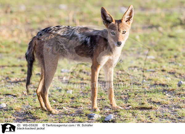black-backed jackal / WS-05926
