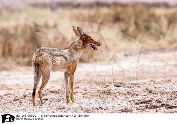 black-backed jackal / WS-05929