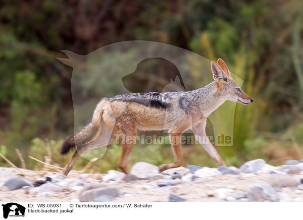 black-backed jackal / WS-05931