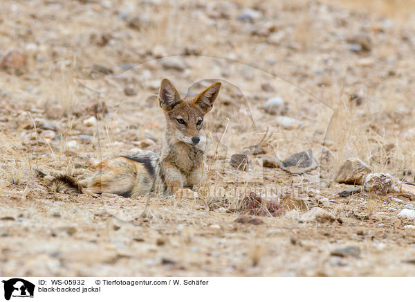 black-backed jackal / WS-05932
