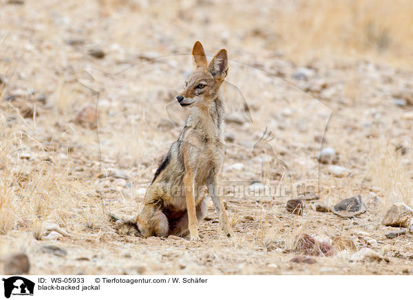 Schabrackenschakal / black-backed jackal / WS-05933