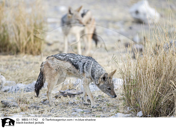 black-backed jackals / MBS-11742