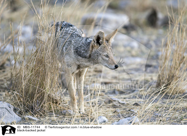 Schabrackenschakal / black-backed jackal / MBS-11744