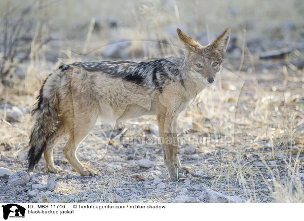 Schabrackenschakal / black-backed jackal / MBS-11746