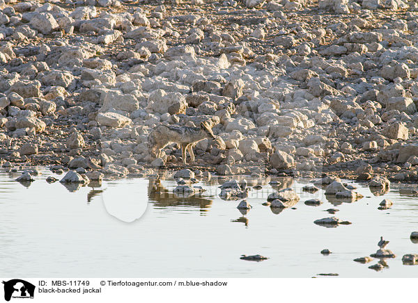 Schabrackenschakal / black-backed jackal / MBS-11749