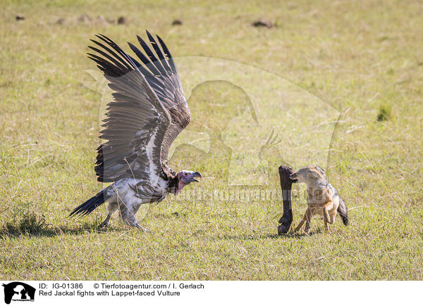 Red Jackal fights with Lappet-faced Vulture / IG-01386