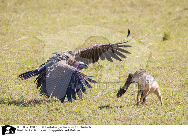 Red Jackal fights with Lappet-faced Vulture / IG-01387