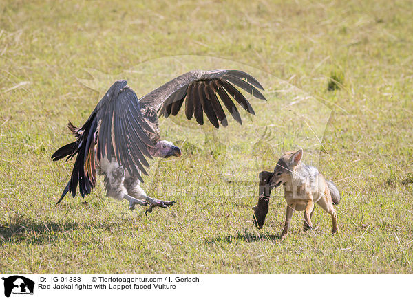 Schabrackenschakal kmpft mit Ohrengeier / Red Jackal fights with Lappet-faced Vulture / IG-01388