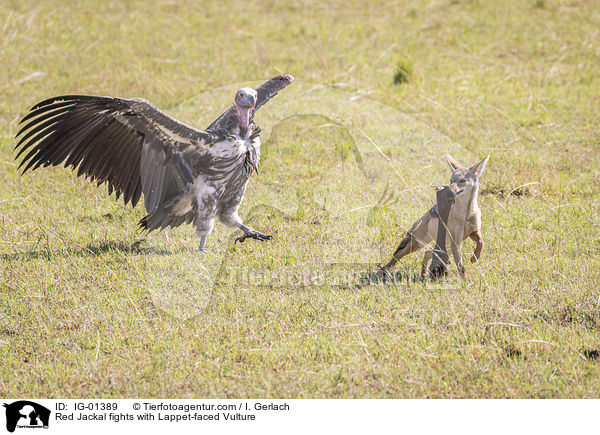 Red Jackal fights with Lappet-faced Vulture / IG-01389