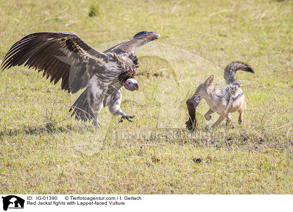 Red Jackal fights with Lappet-faced Vulture / IG-01390