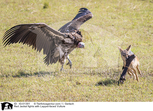 Schabrackenschakal kmpft mit Ohrengeier / Red Jackal fights with Lappet-faced Vulture / IG-01391