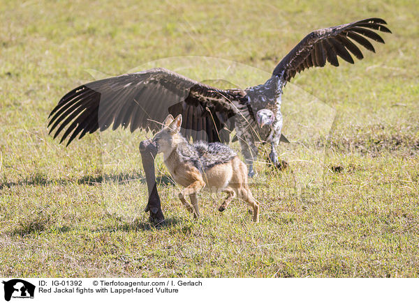 Schabrackenschakal kmpft mit Ohrengeier / Red Jackal fights with Lappet-faced Vulture / IG-01392