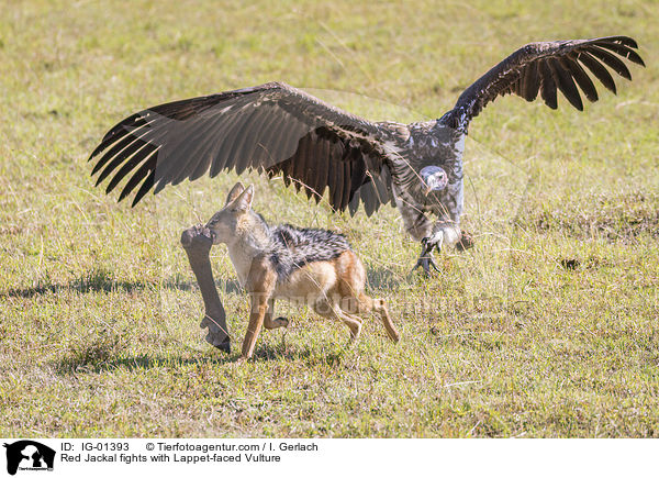 Red Jackal fights with Lappet-faced Vulture / IG-01393