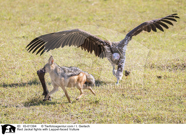 Red Jackal fights with Lappet-faced Vulture / IG-01394