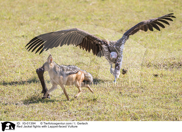 Schabrackenschakal kmpft mit Ohrengeier / Red Jackal fights with Lappet-faced Vulture / IG-01394