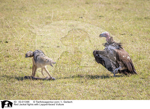 Schabrackenschakal kmpft mit Ohrengeier / Red Jackal fights with Lappet-faced Vulture / IG-01396