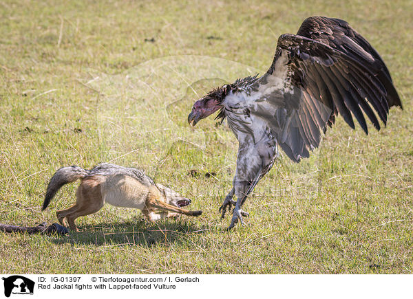 Red Jackal fights with Lappet-faced Vulture / IG-01397