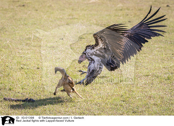 Red Jackal fights with Lappet-faced Vulture / IG-01398
