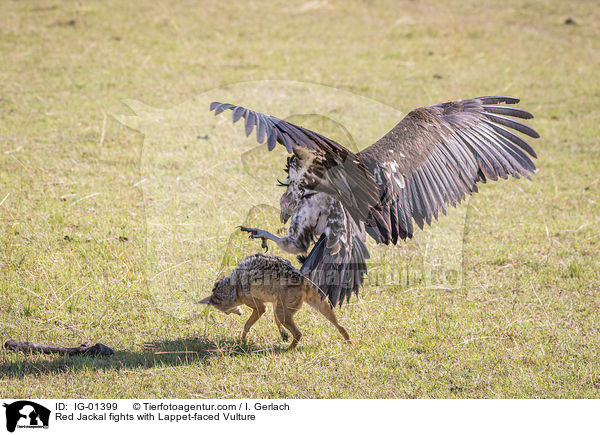 Red Jackal fights with Lappet-faced Vulture / IG-01399