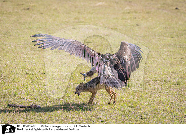 Schabrackenschakal kmpft mit Ohrengeier / Red Jackal fights with Lappet-faced Vulture / IG-01400