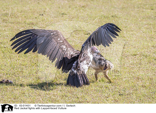 Schabrackenschakal kmpft mit Ohrengeier / Red Jackal fights with Lappet-faced Vulture / IG-01401