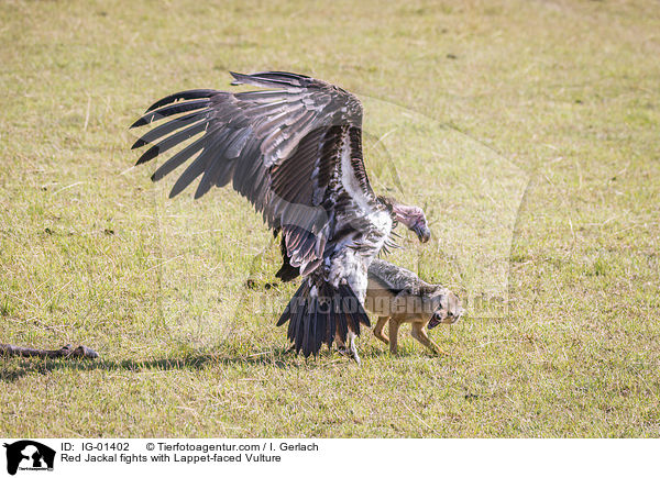 Red Jackal fights with Lappet-faced Vulture / IG-01402