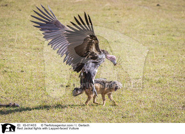 Red Jackal fights with Lappet-faced Vulture / IG-01403