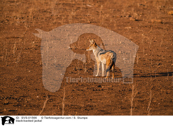 Schabrackenschakal / black-backed jackal / SVS-01566