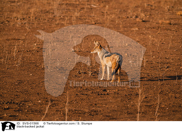 black-backed jackal / SVS-01566