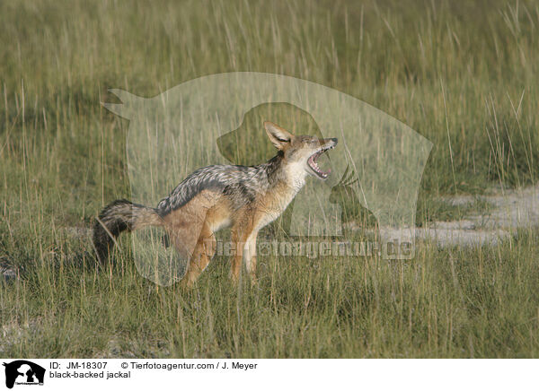 black-backed jackal / JM-18307