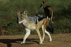 black-backed jackals