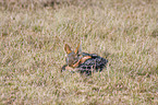 black-backed jackal